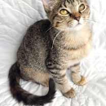 Thumbnail photo of KITTEN MADISON #2