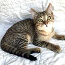 Thumbnail photo of KITTEN RIVER #1