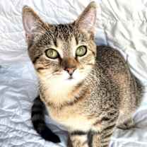 Thumbnail photo of KITTEN RIVER #2