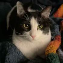 Thumbnail photo of Peppermint #1
