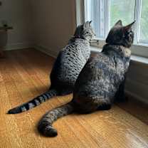 Thumbnail photo of Moose and Goose #1