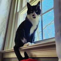 Thumbnail photo of Celeste #1