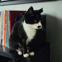 Thumbnail photo of Celeste #2