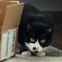 Thumbnail photo of Celeste #3