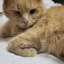 Thumbnail photo of Belle #3