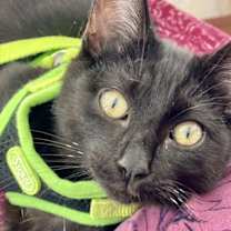 Thumbnail photo of Thunder #1