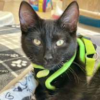 Thumbnail photo of Thunder #4