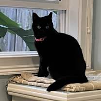 Thumbnail photo of Shadow #2