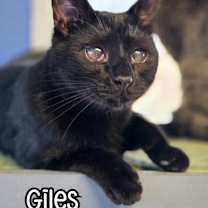 Thumbnail photo of Giles #3