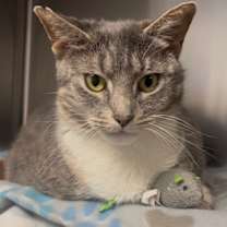 Thumbnail photo of Juniper #1