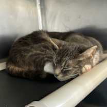 Thumbnail photo of Juniper #2