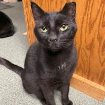 Thumbnail photo of Jett (FIV+) #2