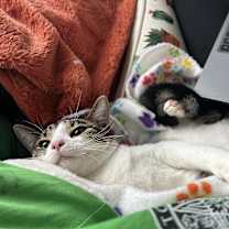 Thumbnail photo of Paulie #2