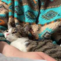 Thumbnail photo of Paulie #3