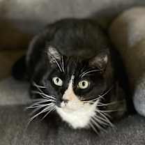 Thumbnail photo of Wilbur #1