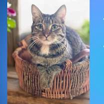 Thumbnail photo of Arnold #1