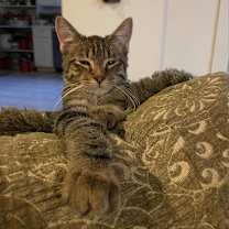 Thumbnail photo of Arnold #2