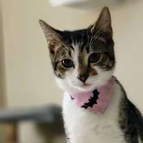 Thumbnail photo of Toph #1