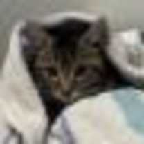 Thumbnail photo of Arnold #3