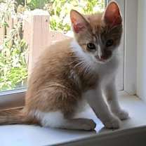 Thumbnail photo of Dwight #2