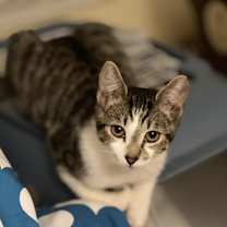 Thumbnail photo of Toph #2