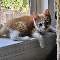 Thumbnail photo of Dwight #4