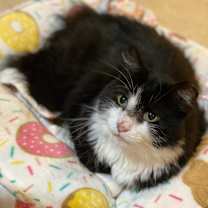 Thumbnail photo of Meow #1