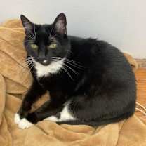 Thumbnail photo of Whiskers #2
