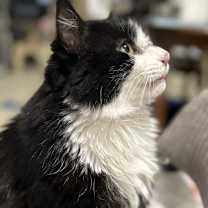 Thumbnail photo of Meow #2