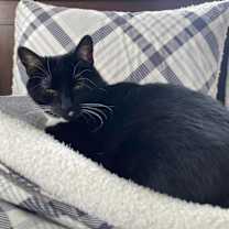 Thumbnail photo of Whiskers #3