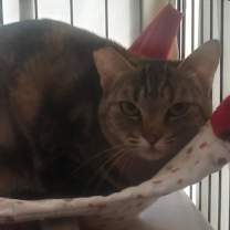 Thumbnail photo of Monique #2