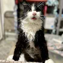 Thumbnail photo of Meow #3