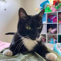 Thumbnail photo of Whiskers #4
