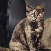 Thumbnail photo of Dove #1