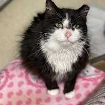 Thumbnail photo of Meow #4