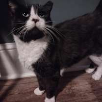 Thumbnail photo of Maximus #1