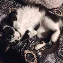 Thumbnail photo of Maximus #4