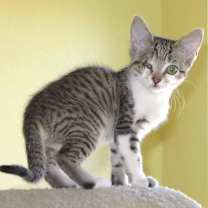 Thumbnail photo of Harmony #3