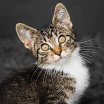 Thumbnail photo of Coco Booty Puff #3