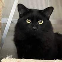 Thumbnail photo of Calypso #1