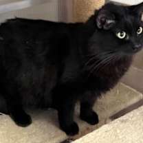 Thumbnail photo of Calypso #2