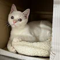 Thumbnail photo of Handsome #3