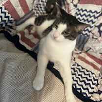 Thumbnail photo of Bandit #1