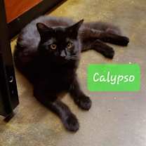 Thumbnail photo of Calypso #4