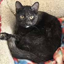 Thumbnail photo of Toulouse #1