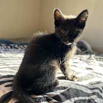 Thumbnail photo of Toulouse #2