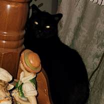 Thumbnail photo of Sarge #2