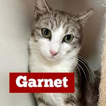Thumbnail photo of Garnet #1