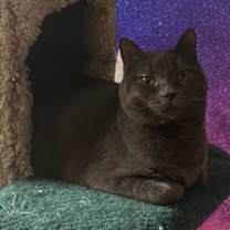 Thumbnail photo of Charcoal #1