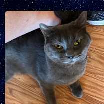 Thumbnail photo of Charcoal #2